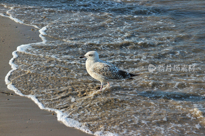 小鲱鱼/海鸥游泳，海边沙滩/海浪，沙滩